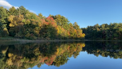 Footage of Changing Leaves