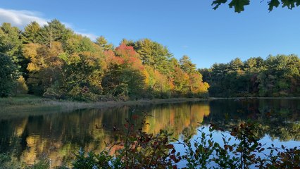Footage of Changing Leaves