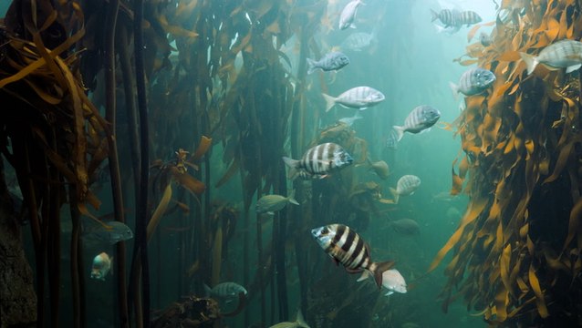 Fish poop may be helping us all by taking carbon out of Earth's atmosphere