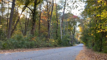Footage of Changing Leaves
