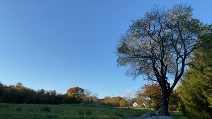 Footage of Changing Leaves