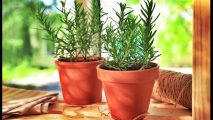 Las Mejores plantas para el Hogar