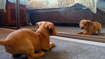 how dogs react when in front of the mirror it's really very funny
