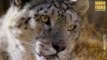 Avistan a una madre con tres cachorros de leopardo de las nieves, una especie en peligro de extinción