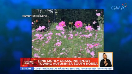 Pink muhly grass, ine-enjoy tuwing autumn sa South Korea | UB
