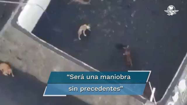 Autorizan rescate con drones de perritos atrapados en medio de lava del volcán de La Palma