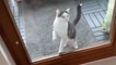 House Cat Refuses to Let Owner Close Doors While He is Outside