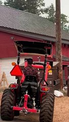 Bear's Dumpster Rescue Turns into Chaotic Encounter