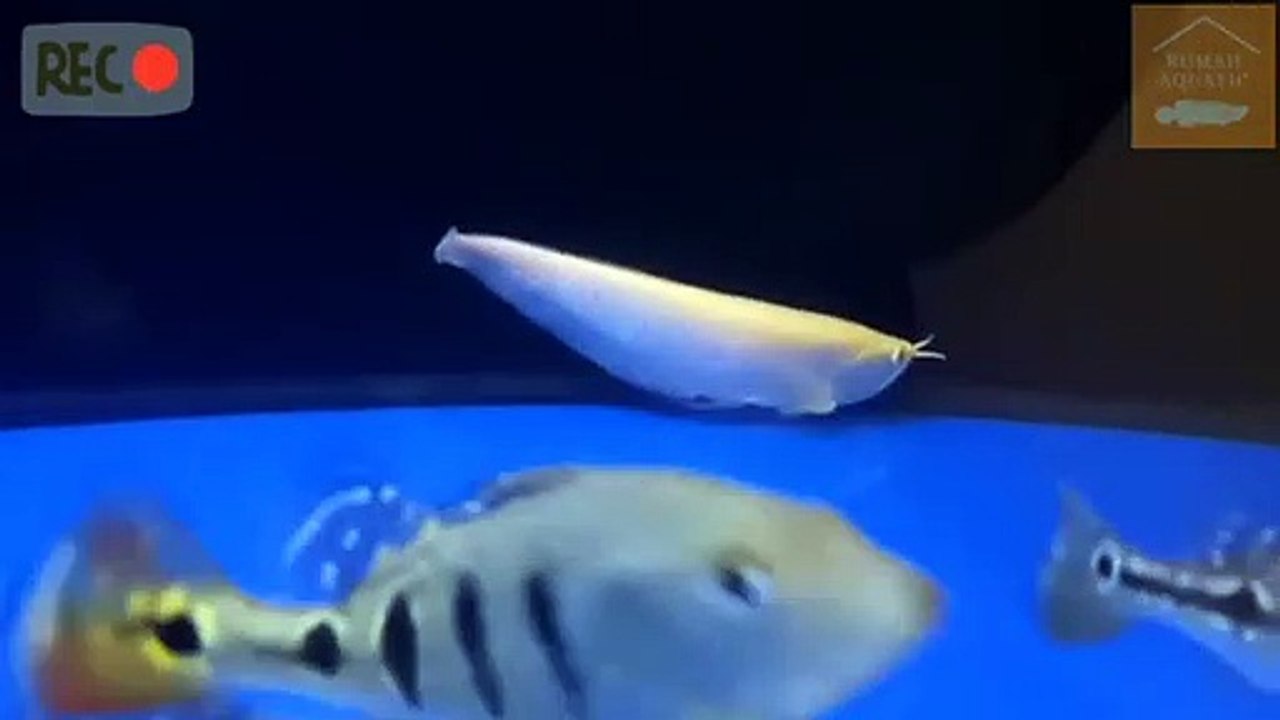 ARWANA SILVER ALBINO | KNOWING ALBINO SILVER ARWANA FISH | Arowana FISH | ARWANA | HOUSE AQUATIC Q | RUMAH AQUATIC Q
