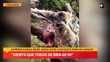 “Siento que todos se ríen de mi”, la tristeza de una mujer tras el constante robo de cabezas de ternero de su campo
