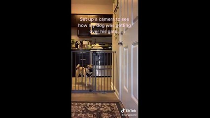 Funny  Pets Videos - TikTok Best Compilations