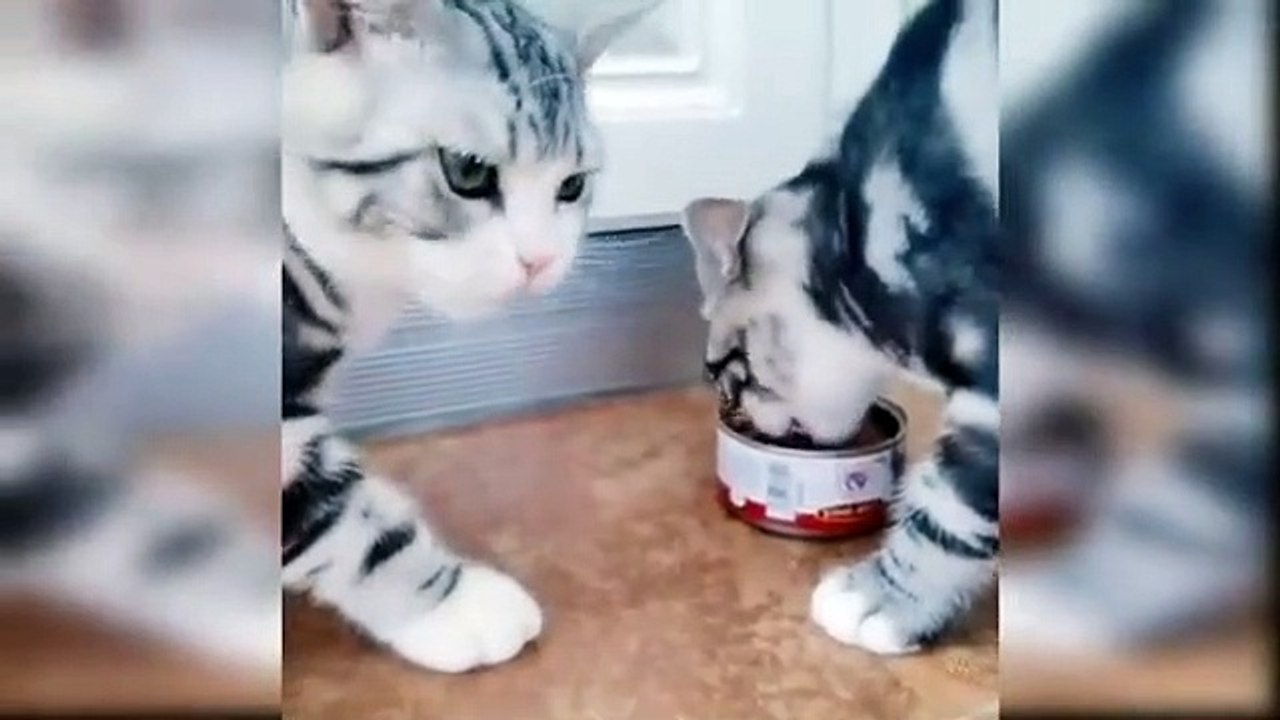 Funny cat complication 03