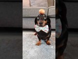 Doggy Shows Off Egg-cellant Balancing Skills