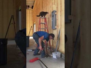 Helpful Raccoon Inspects Electrical Work