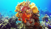 The most beautiful coral reefs and undersea creature on earth