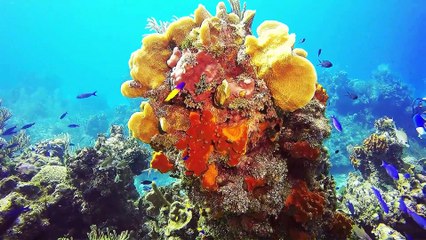 The most beautiful coral reefs and undersea creature on earth
