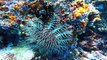 Amazing Sea Creatures Youve Never Seen Before