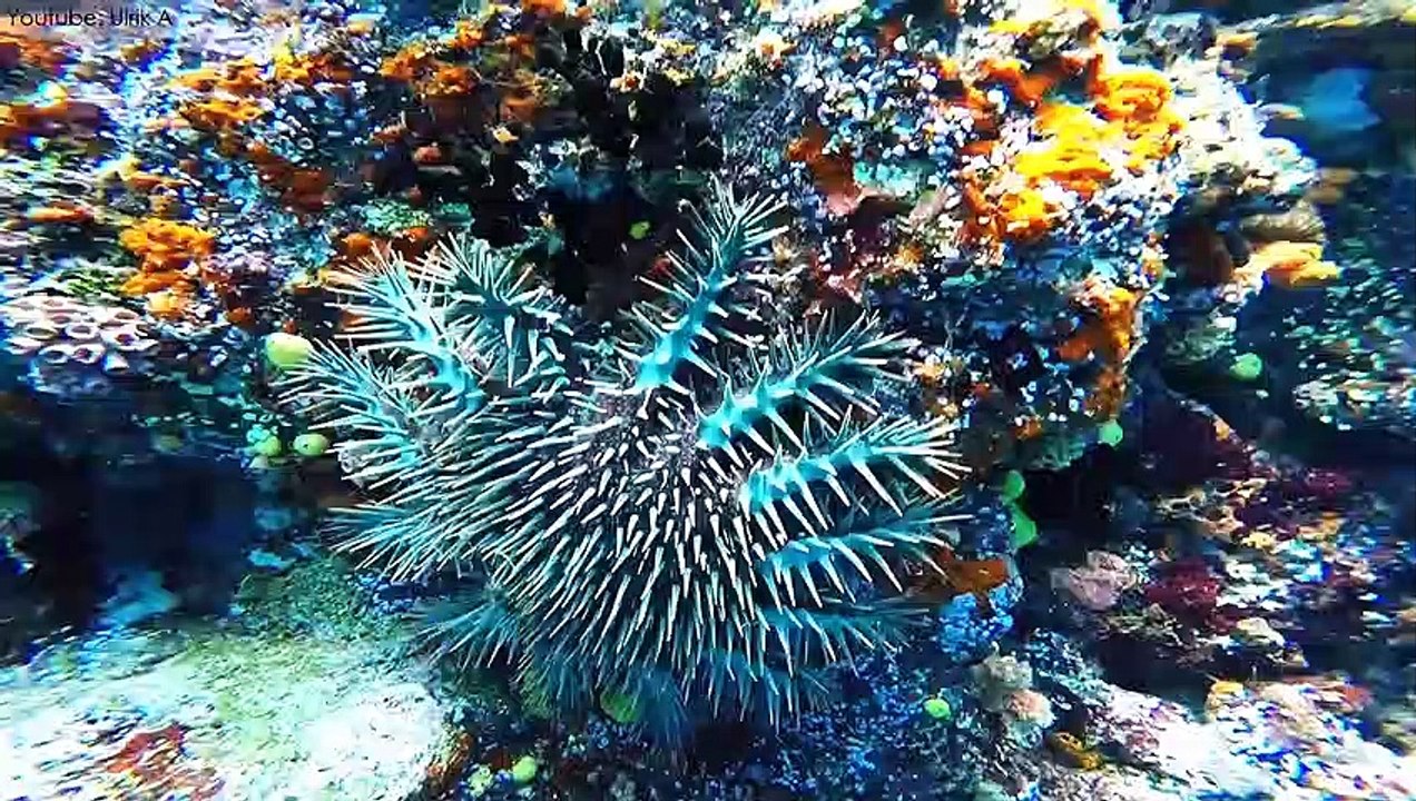 Amazing Sea Creatures Youve Never Seen Before