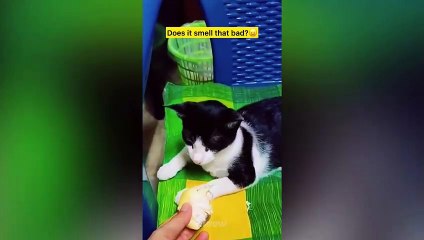 Try Not To Laugh - Funny Pets Reaction Videos
