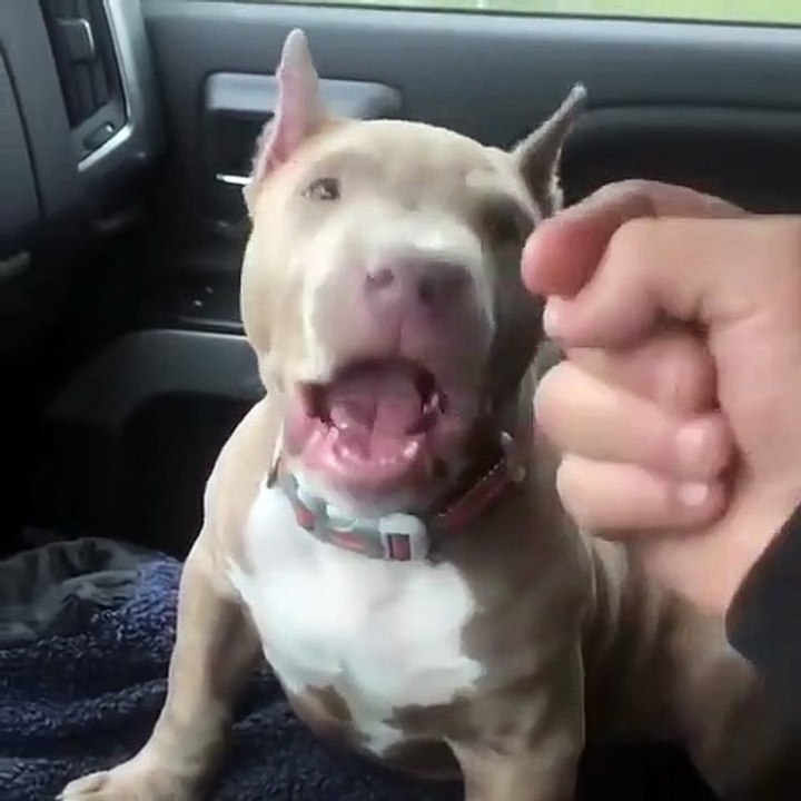 Funny dog video