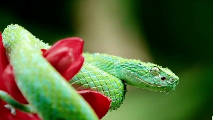 COSTA RICA IN 4K 60fps HDR  Video with  Relaxing Music