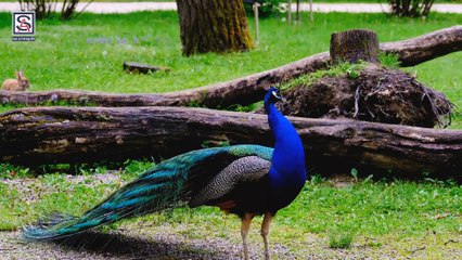Amazing Peacock Dance অসাধারন সুন্দর ময়ুরের নাচ HD Video