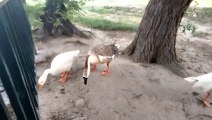 Duck Feeding Noise Sound Effect | Duck Sound Effect | Kingdom Of Awais