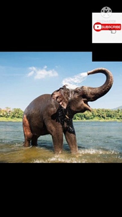 Fact about elephant 