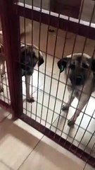 Belediyenin hayvan hastanesinde kediler açlıktan birbirlerini yemiş