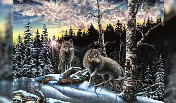 Test, combien de loups voyez-vous sur cette image