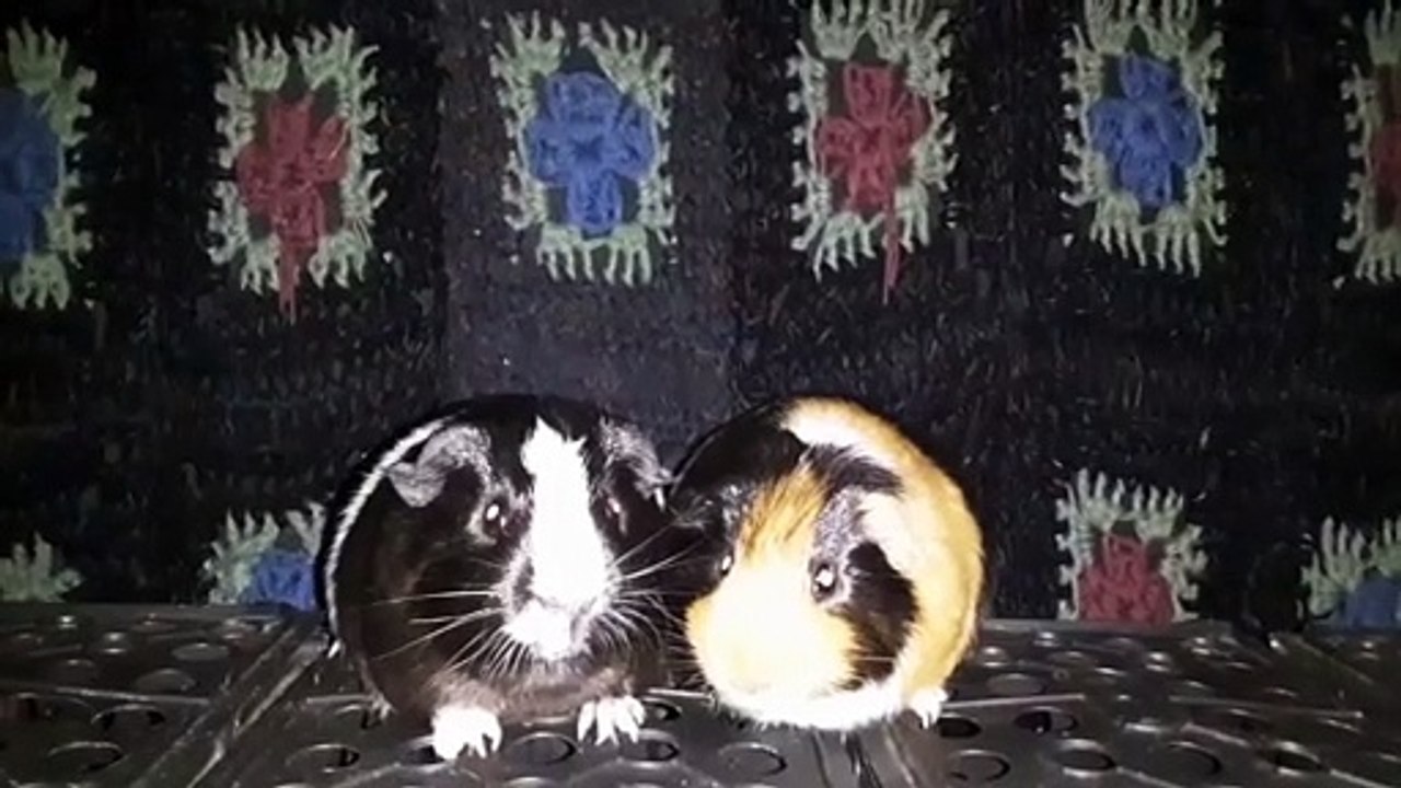 CAVIA PORCELLUS DAVID 20200923_062421 REPAIRED