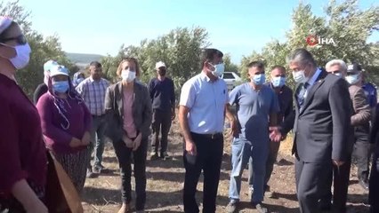 Zeytin hasadı sazlı türkülü başladı