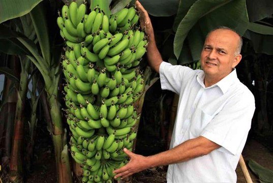 Son Dakika | 6 yeni muz çeşidi geliştirildi, çiftçi yüzde 30 fazla kazanacak