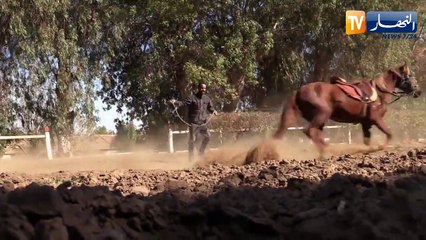 تيارت : محمد ..16 سنة في ترويضض الأمهر العربية بمركز شاوشاوى لتربية الخيول