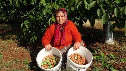 Meşhur Çameli cevizinde hasat zamanı