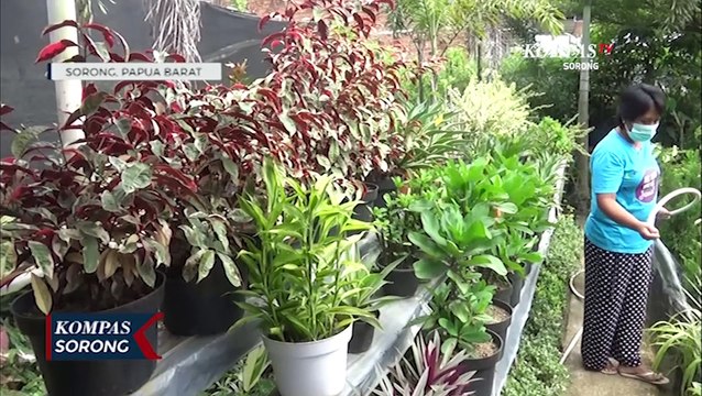 Ibu Rumah Tangga Pencinta Tanaman Hias Raup Untung Jutaan Rupiah