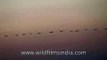 Spectacular sight of birds flying in a single line in the evening sky