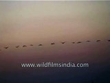 Spectacular sight of birds flying in a single line in the evening sky