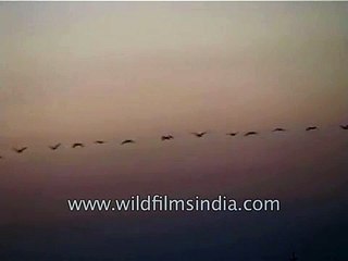 Spectacular sight of birds flying in a single line in the evening sky