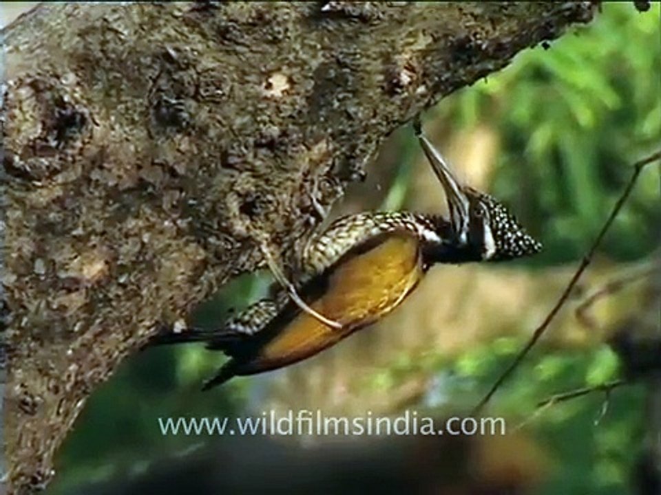 Golden-backed Three toed Woodpecker