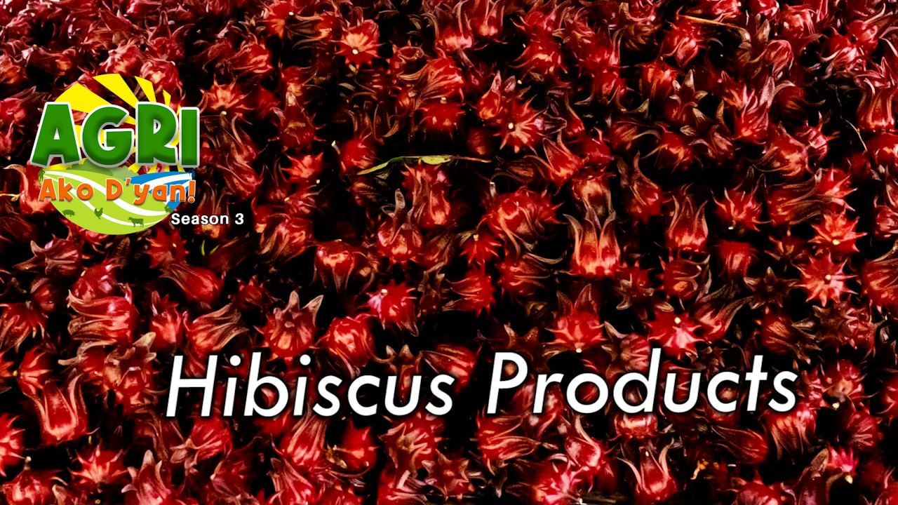 Hibiscus Products