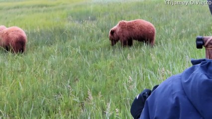 Extremely Close Encounter With Mamma Grizzly and Her Cubs