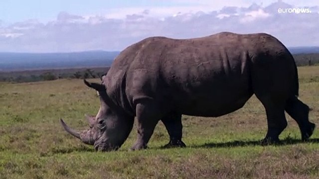 Africa, i ghiacciai scompariranno entro il 2040 (causa cambiamenti climatici)