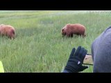 Extremely Close Encounter With Mamma Grizzly and Her Cubs