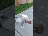 Greedy Goat Gets Head Stuck In Food Box