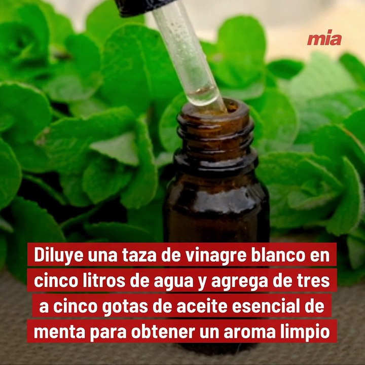 6 formas en las que deberías usar menta en casa