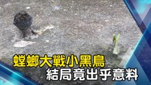 螳螂大戰小黑鳥 結局竟出乎意料
