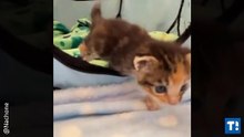 Kitten with 3 Paws Perseveres and Lives Everyday to Fullest After Being Found Near Dumpster