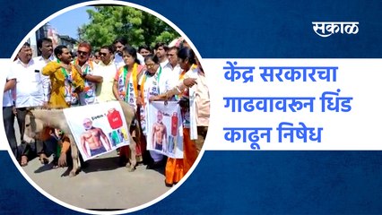 NCP Protests against the Central Government| केंद्र सरकारचा गाढवावरून धिंड काढून निषेध |Sakal Media
