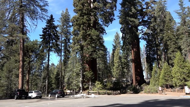 World’s largest trees spared from wildfires